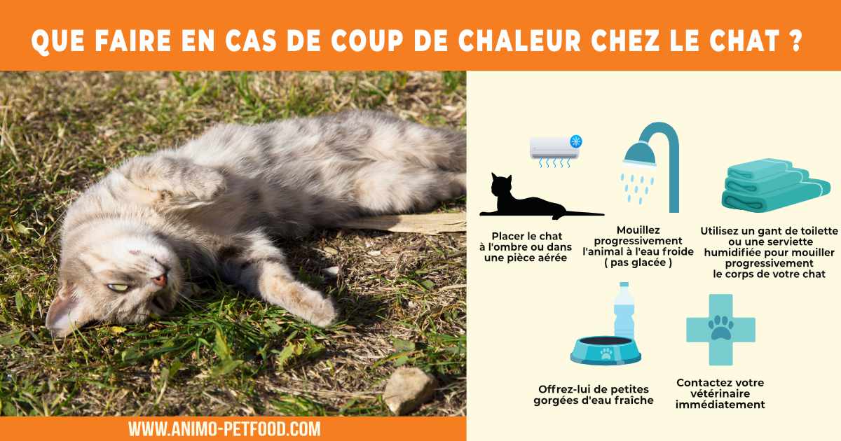 Que faire en cas de coup de chaleur chez votre chat